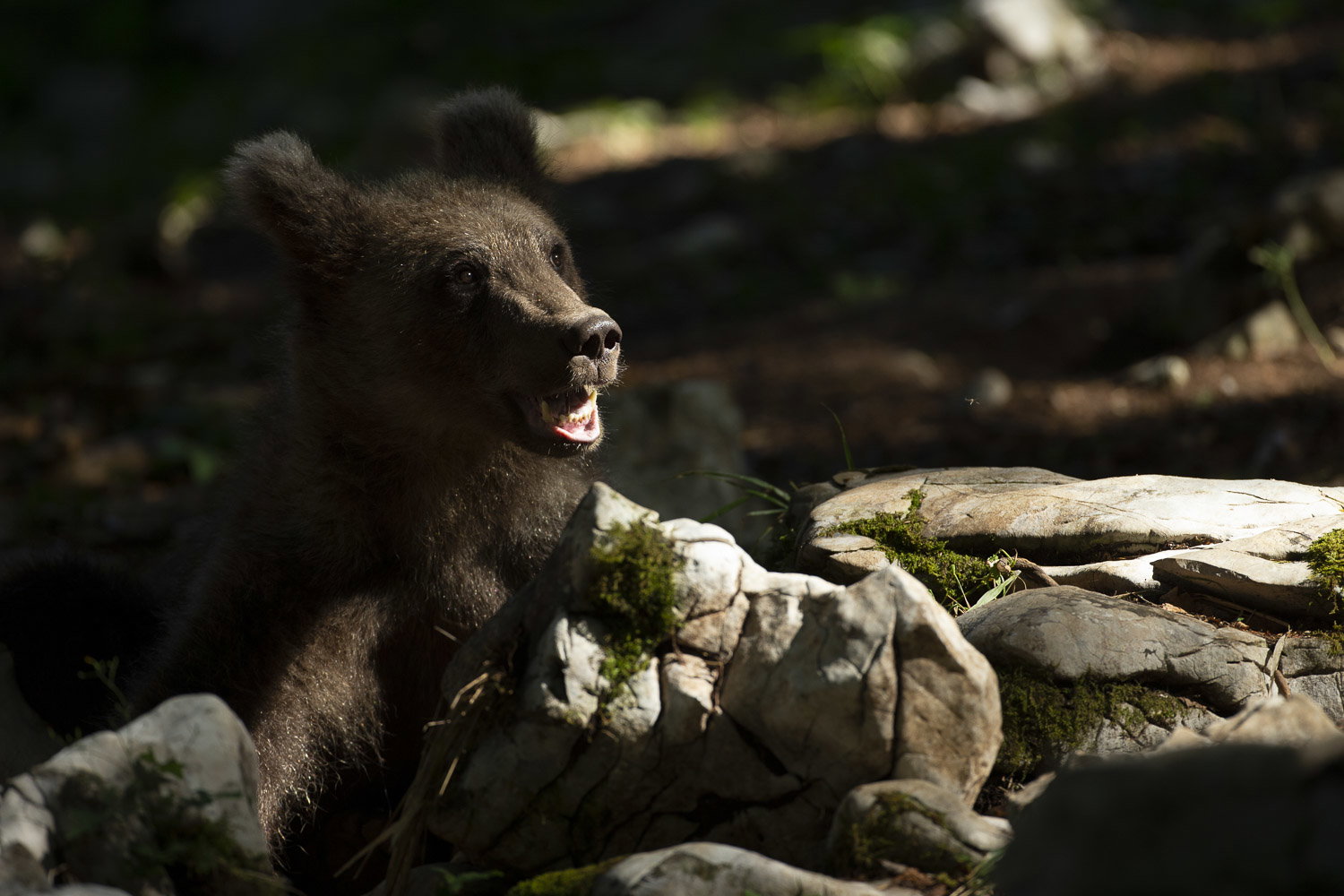 Oso esloveno y otros