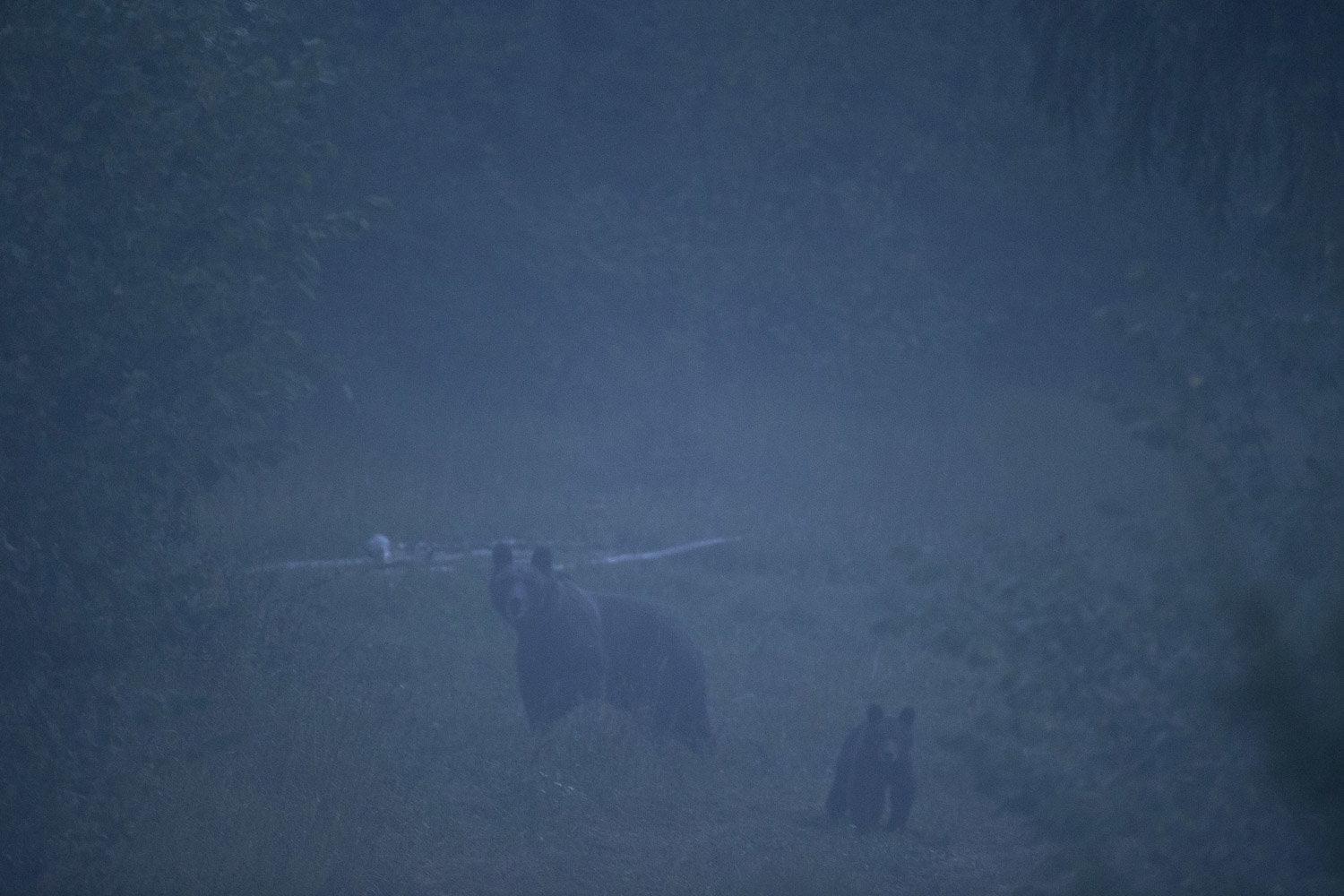 Oso esloveno y otros