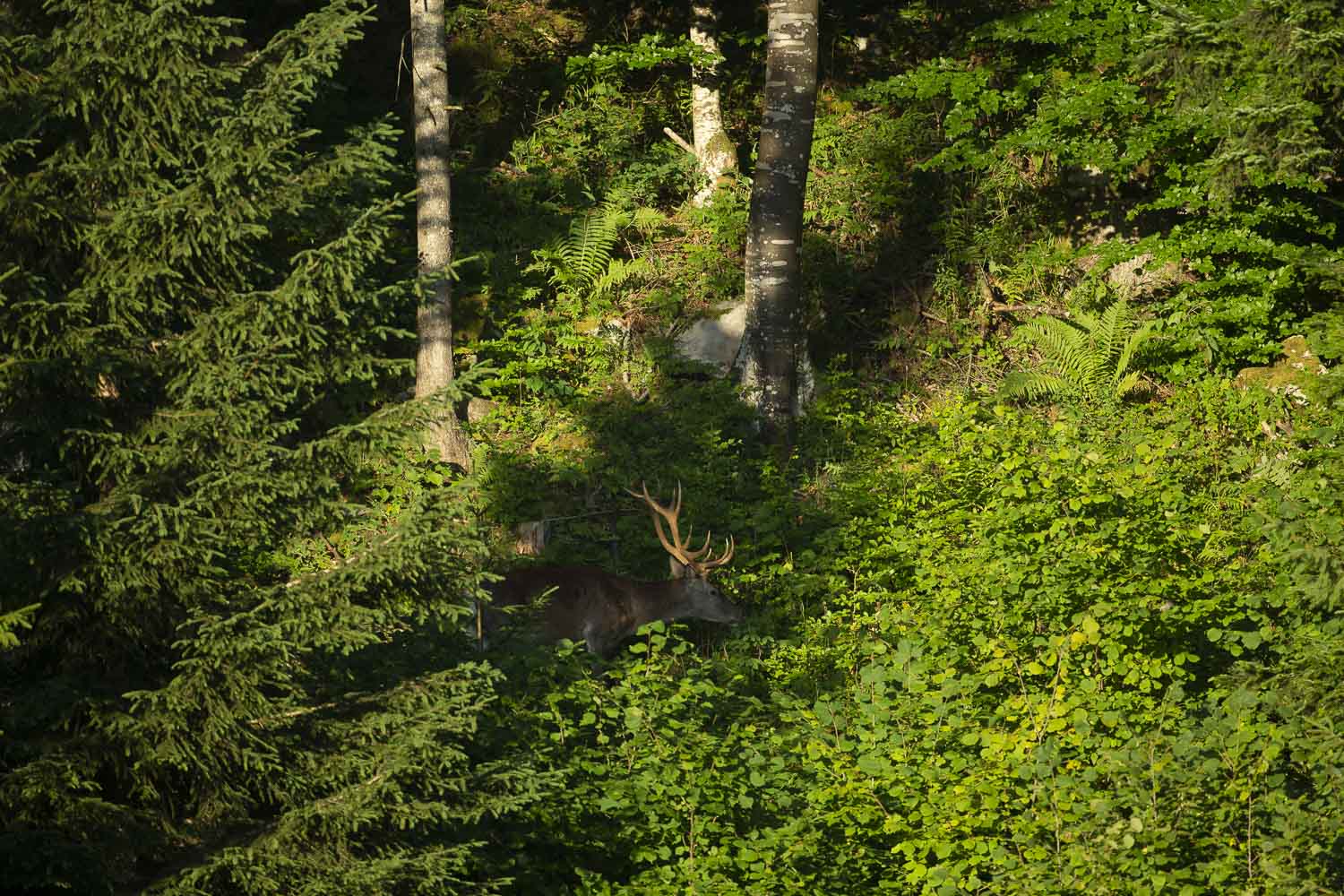 Oso esloveno y otros