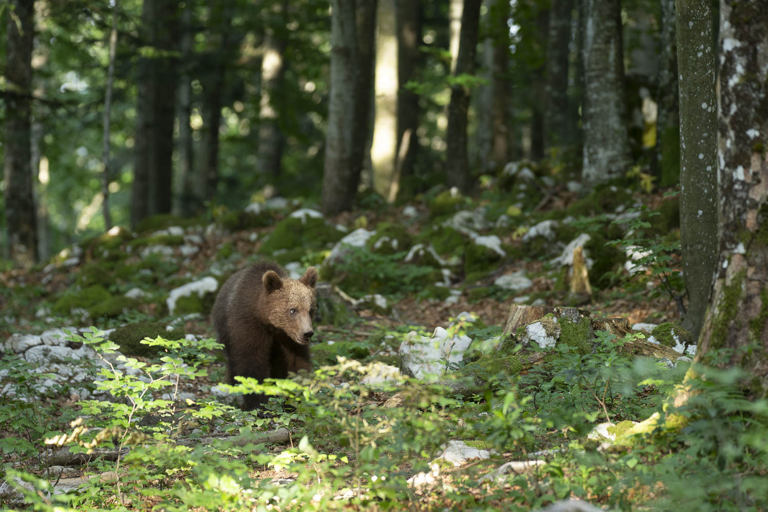 Oso esloveno y otros