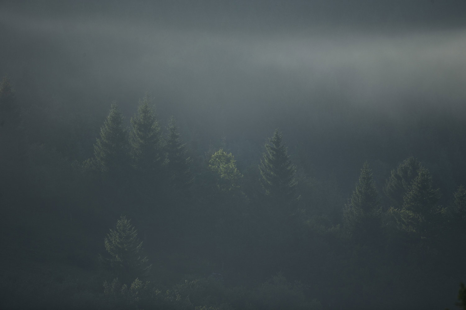 Oso esloveno y otros