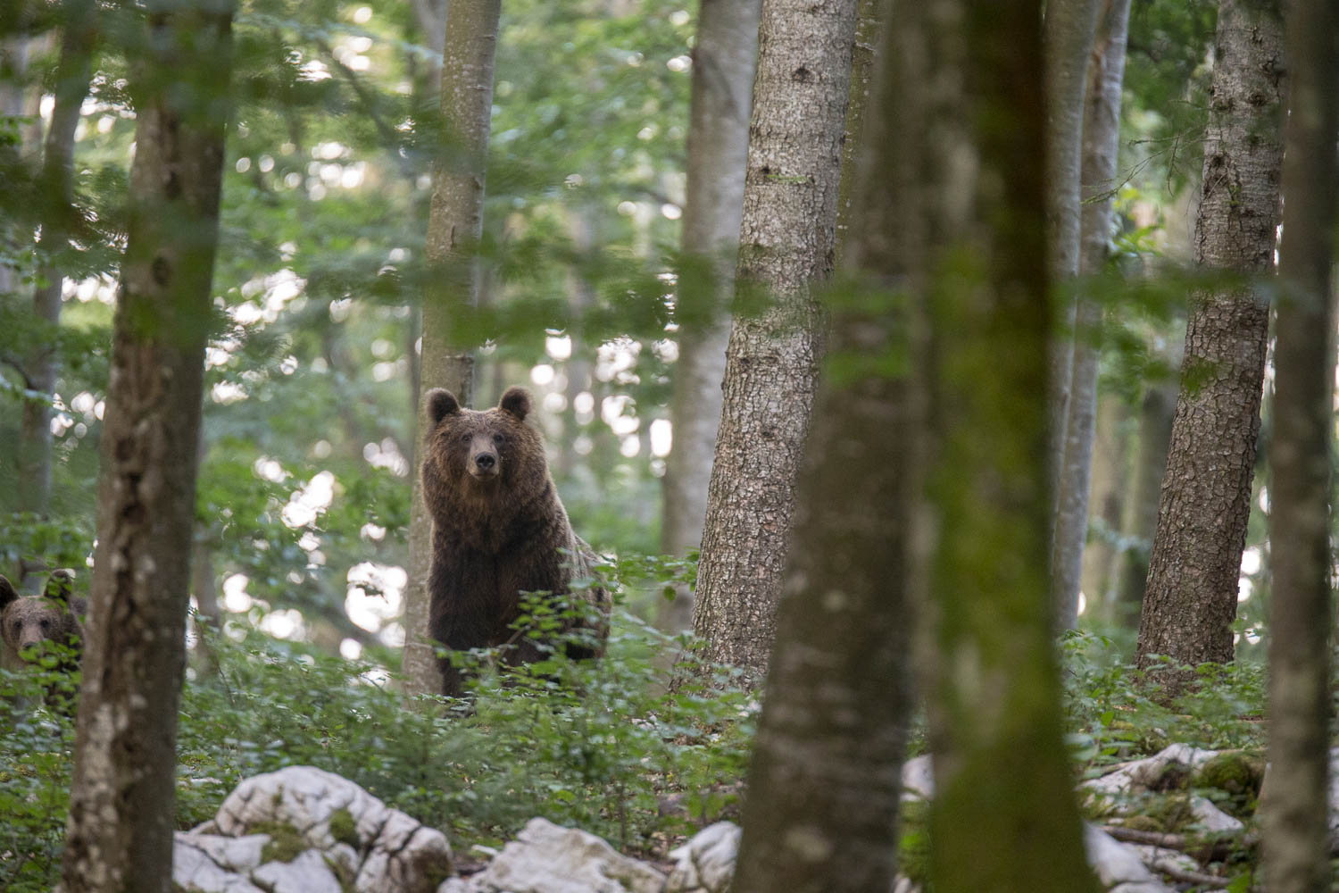 Oso esloveno y otros