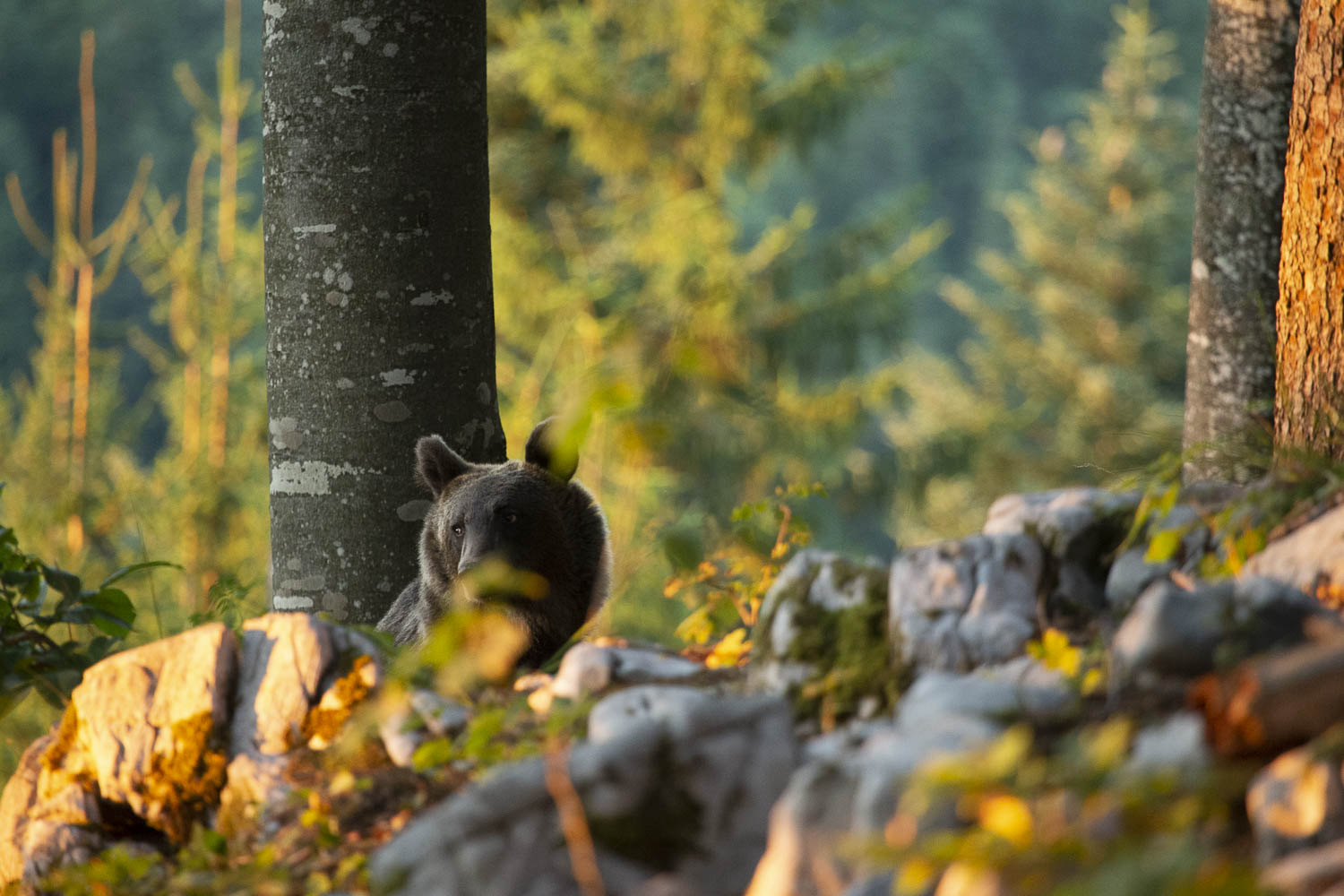 Oso esloveno y otros