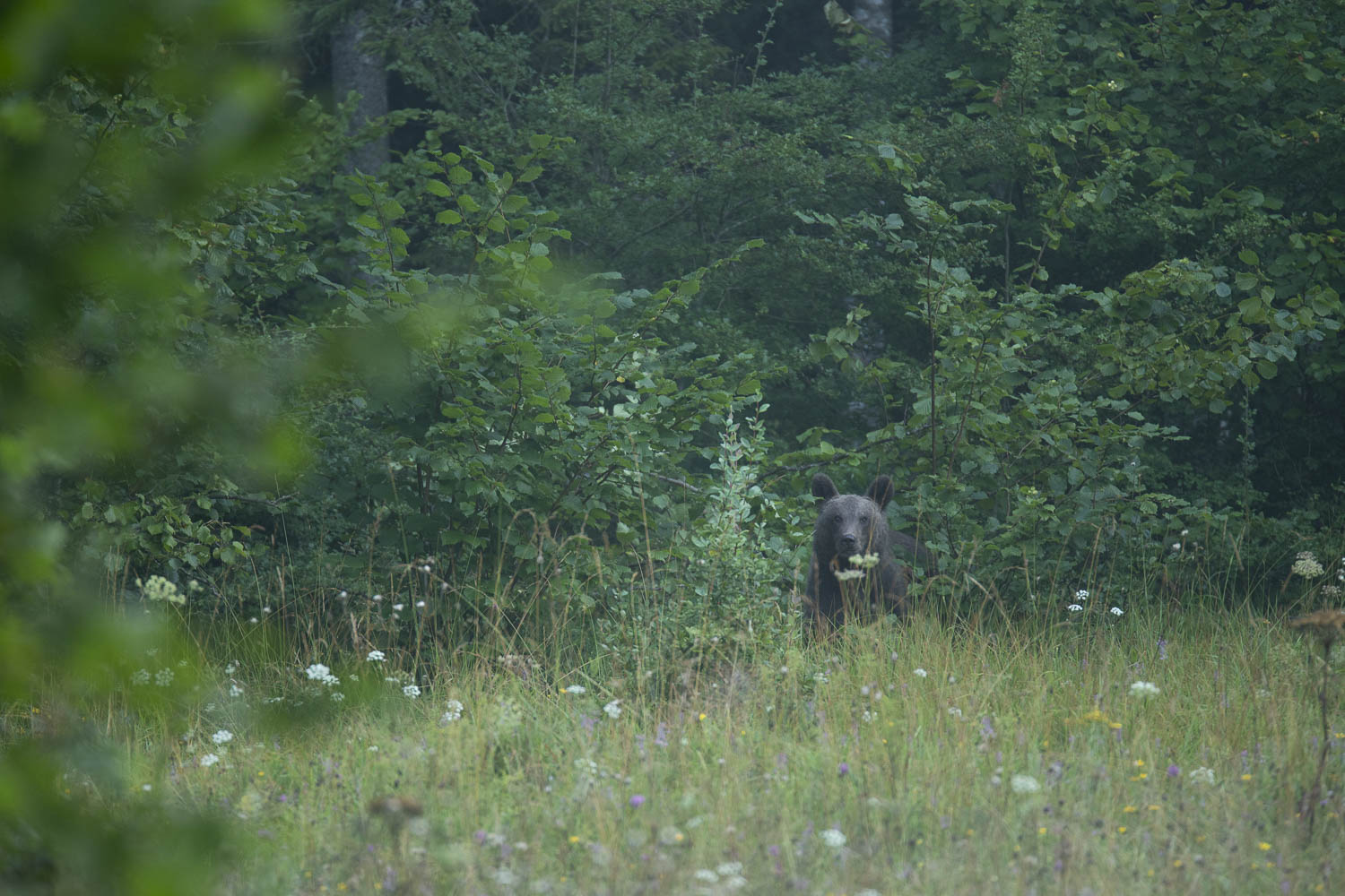 Oso esloveno y otros