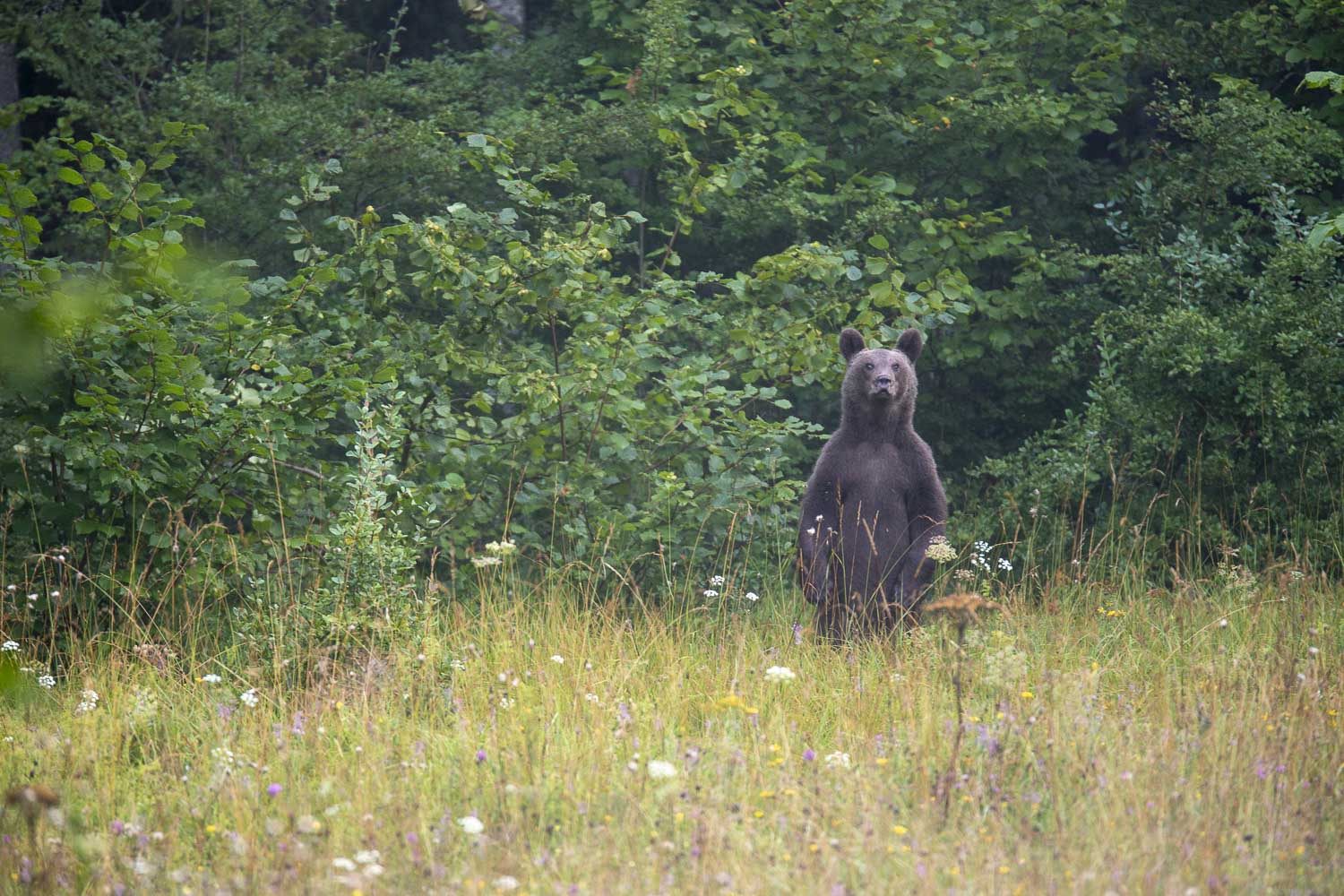 Oso esloveno y otros