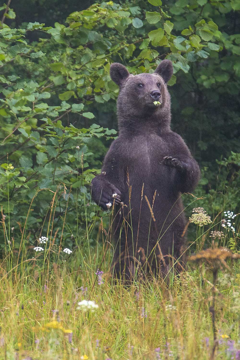 Oso esloveno y otros