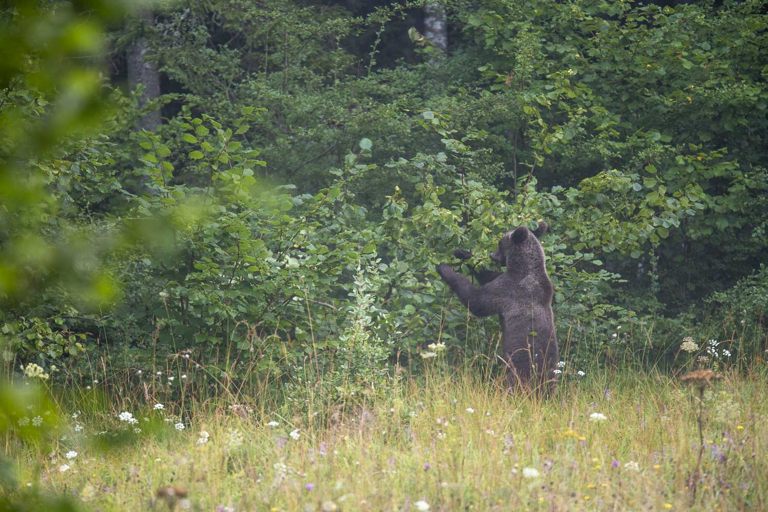 Oso esloveno y otros