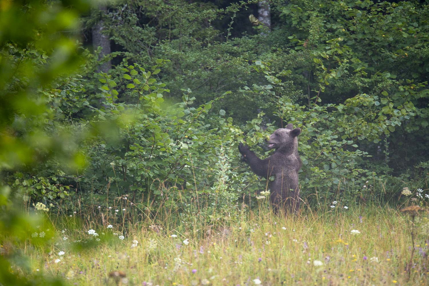 Oso esloveno y otros