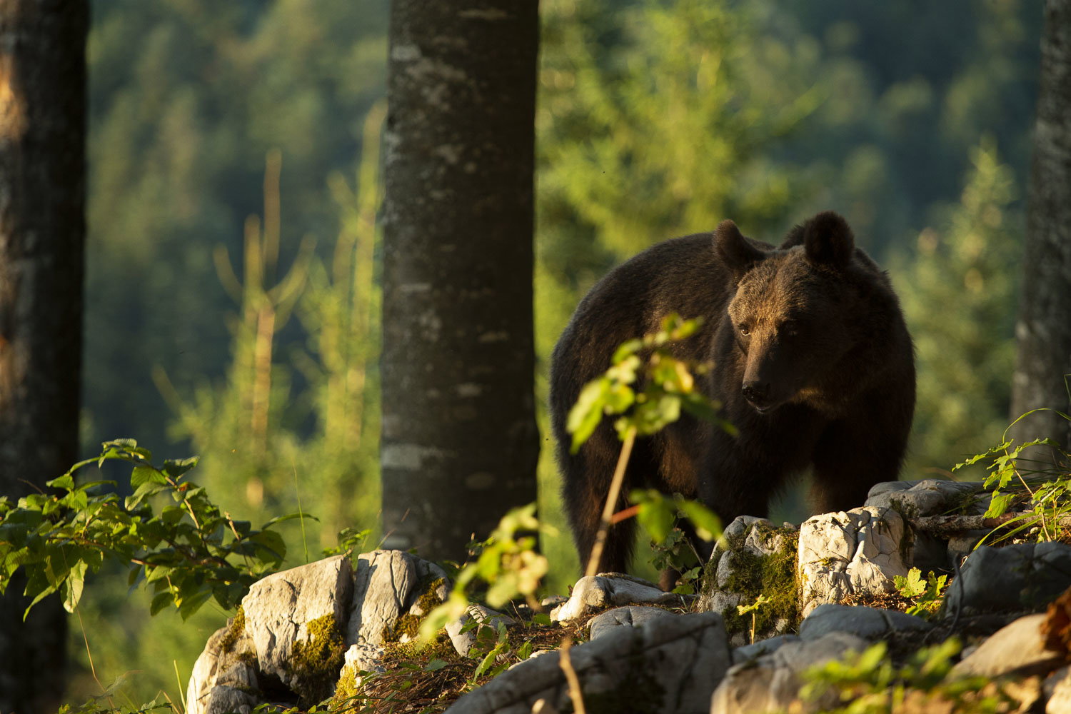 Oso esloveno y otros