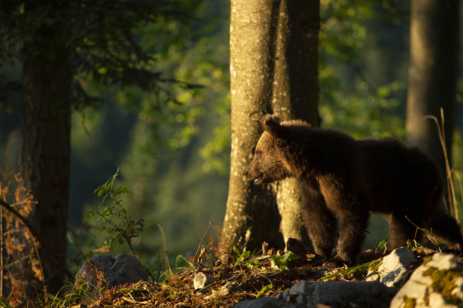 Oso esloveno y otros