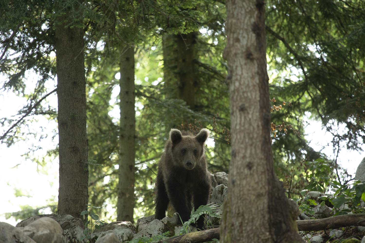 Oso esloveno y otros