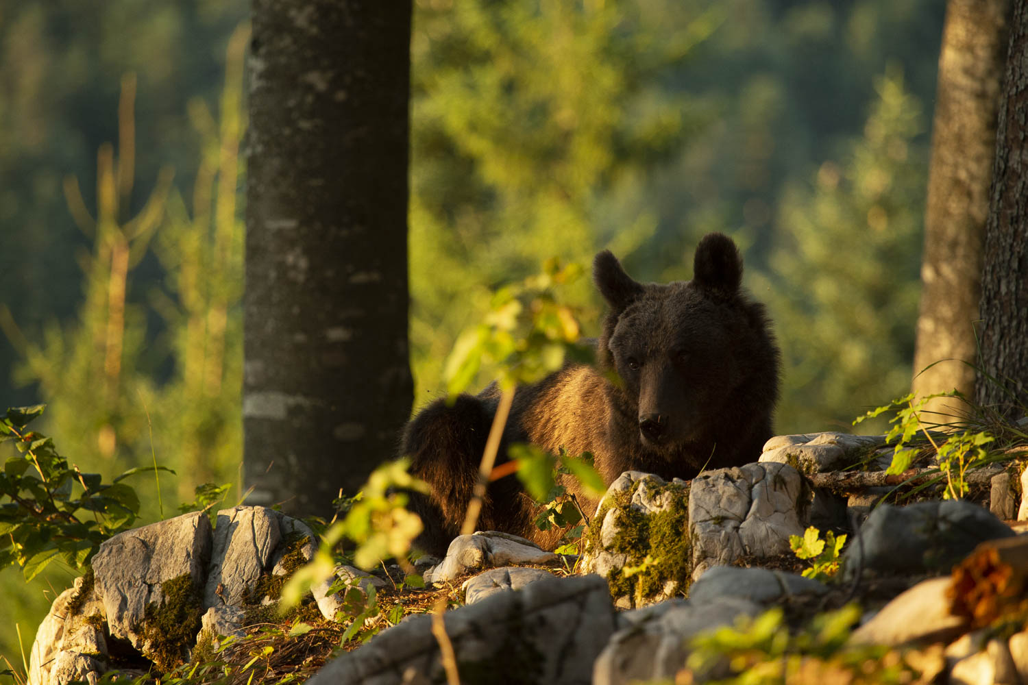 Oso esloveno y otros