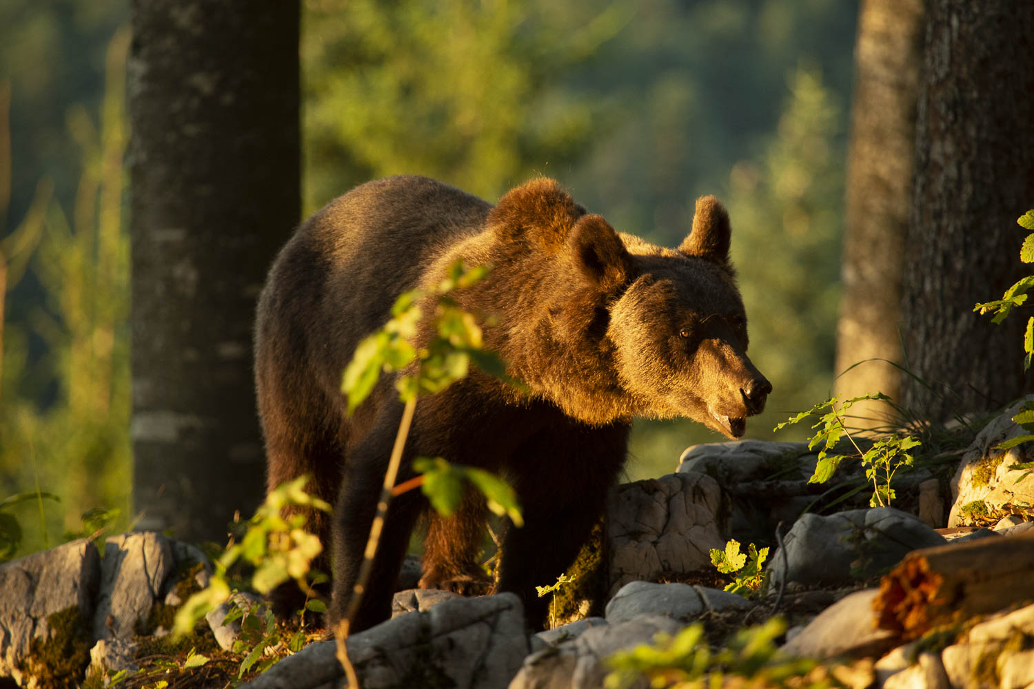Oso esloveno y otros