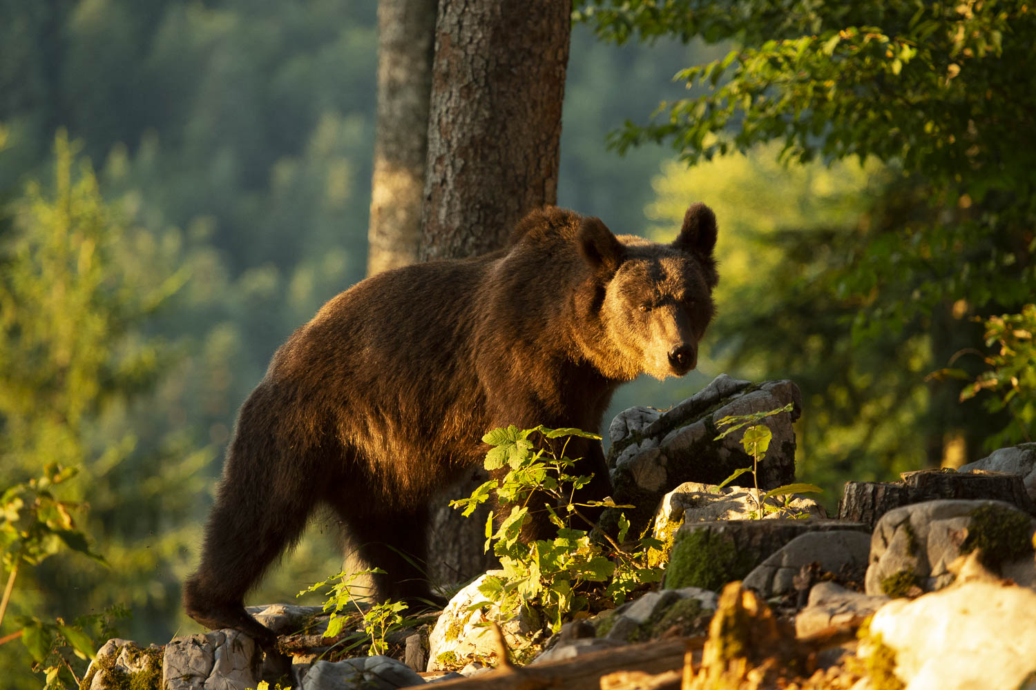 Oso esloveno y otros