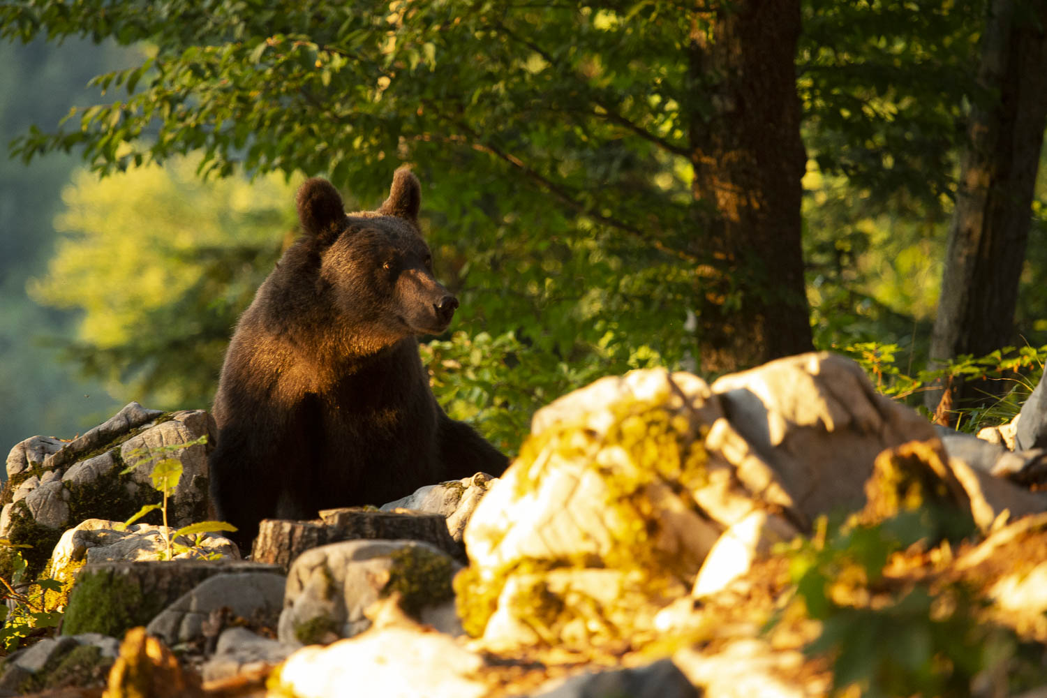 Oso esloveno y otros