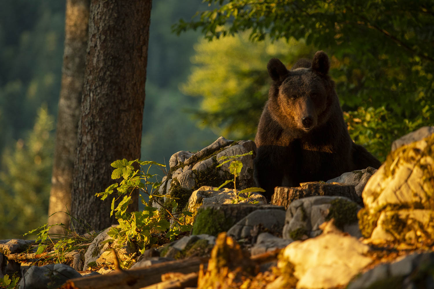 Oso esloveno y otros