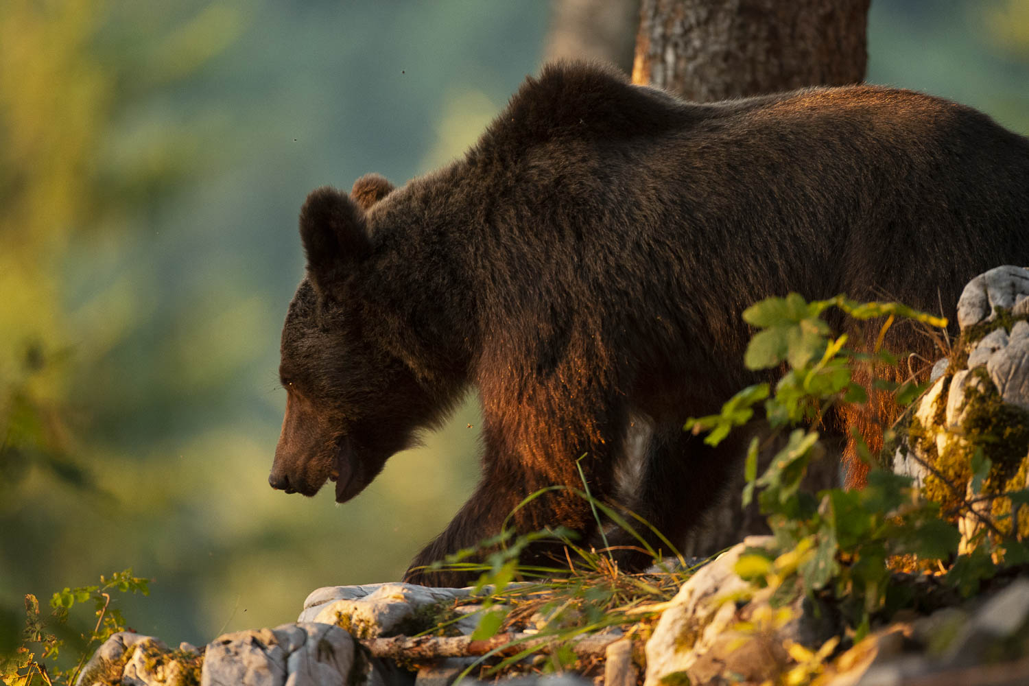 Oso esloveno y otros