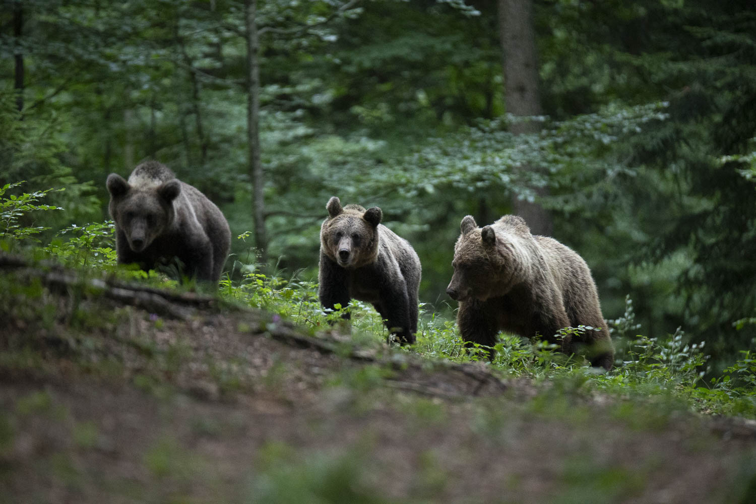 Oso esloveno y otros