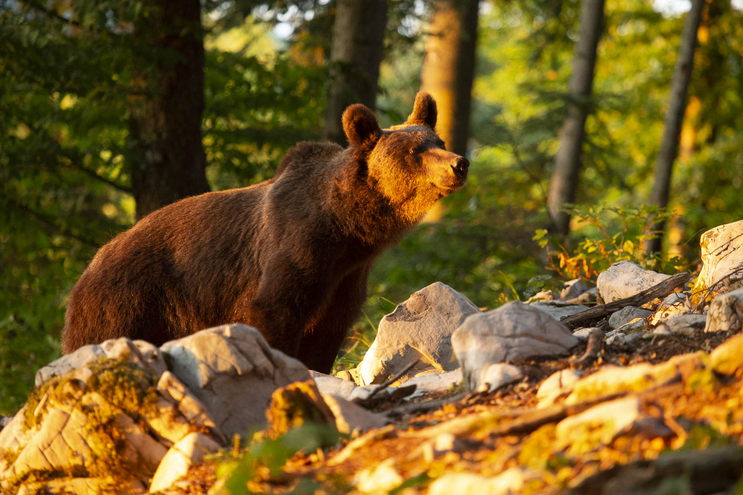 Oso esloveno y otros