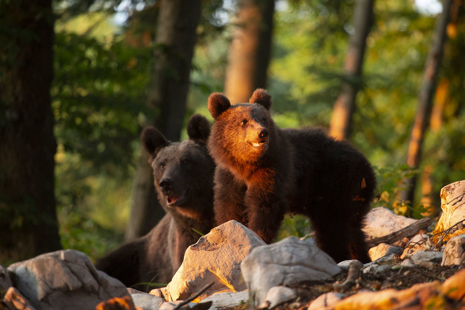Oso esloveno y otros