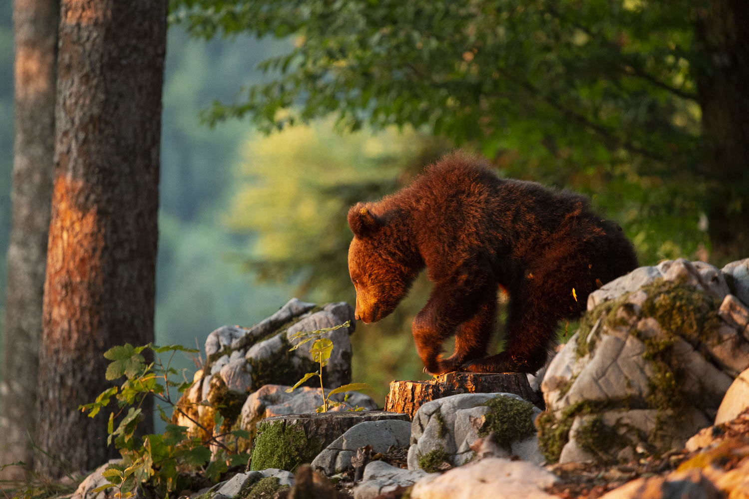 Oso esloveno y otros
