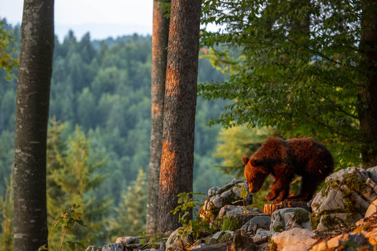 Oso esloveno y otros