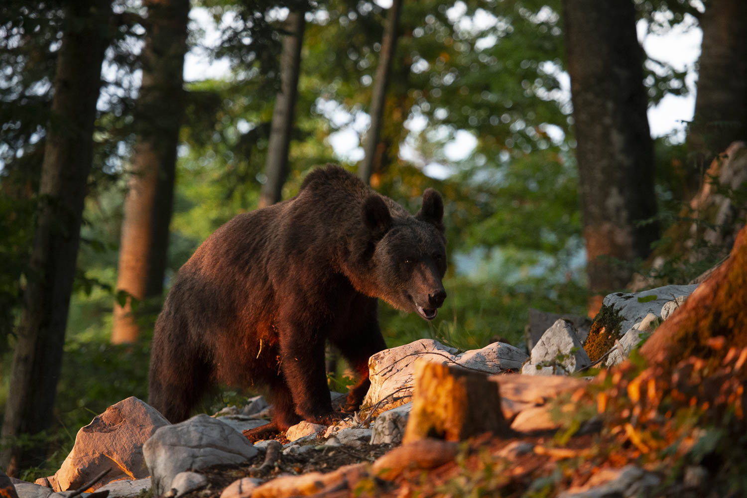 Oso esloveno y otros