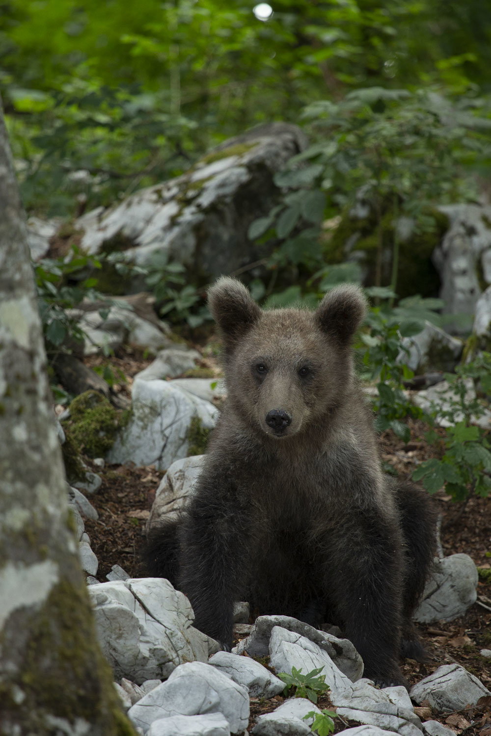 Oso esloveno y otros