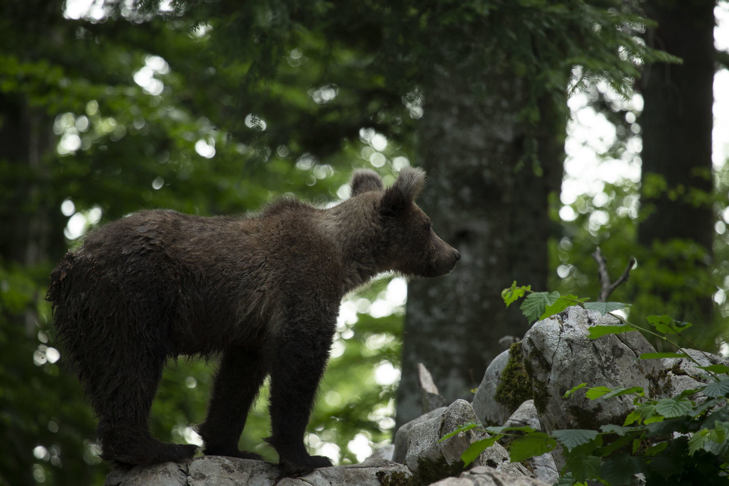 Oso esloveno y otros