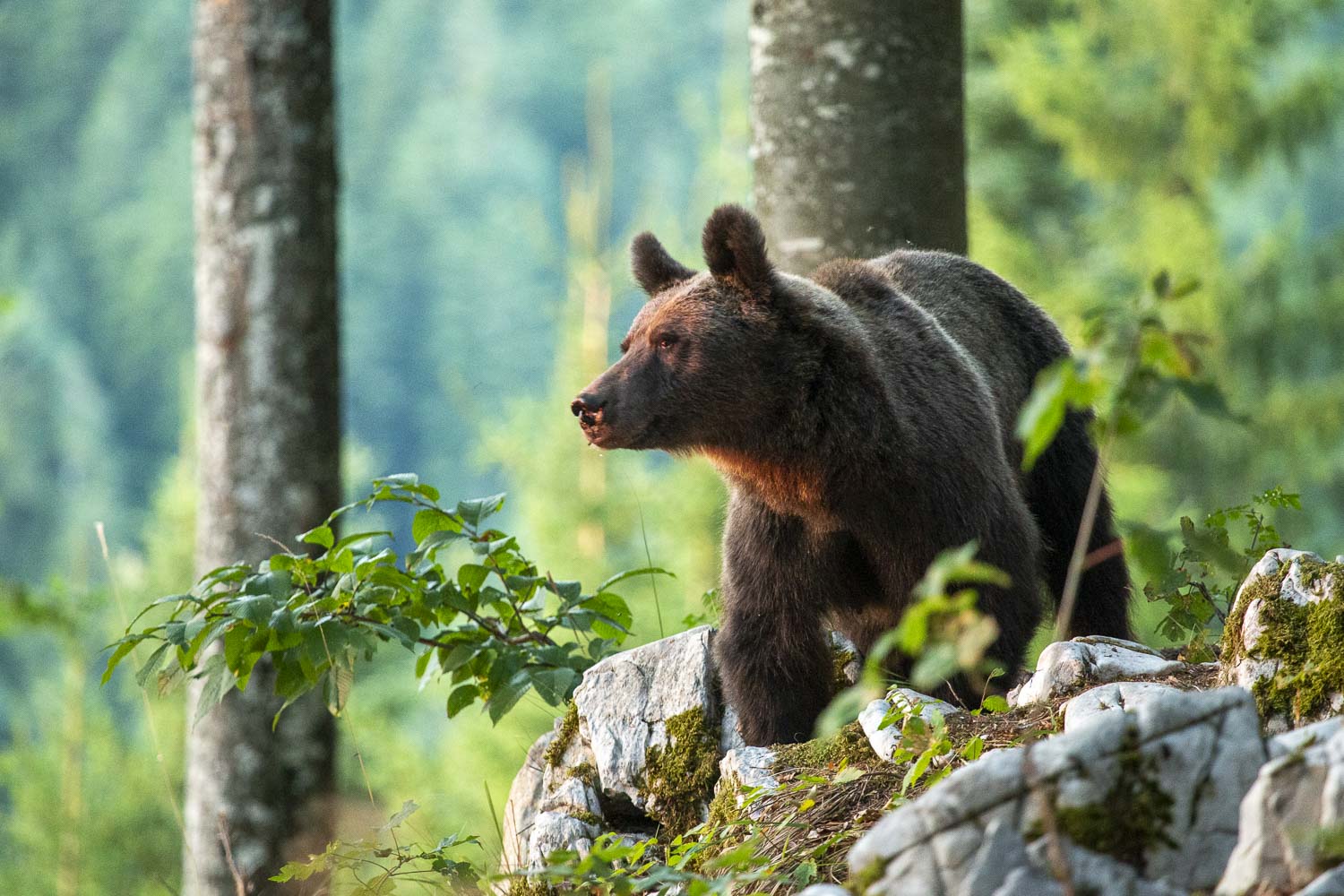 Oso esloveno y otros