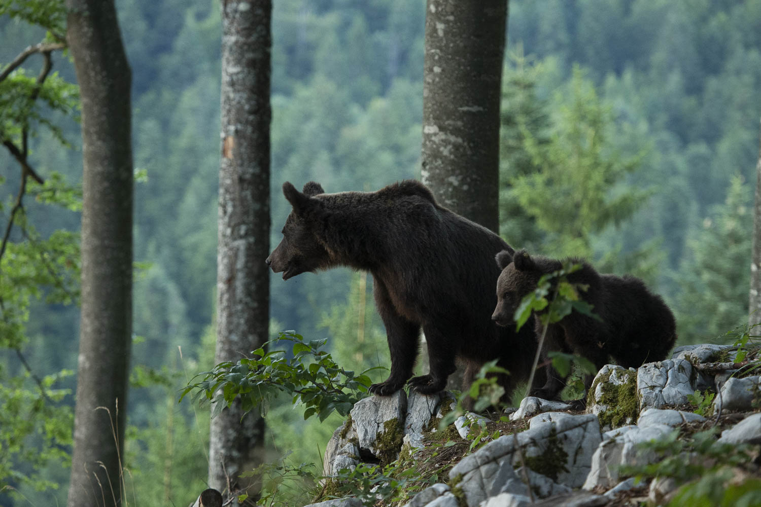 Oso esloveno y otros