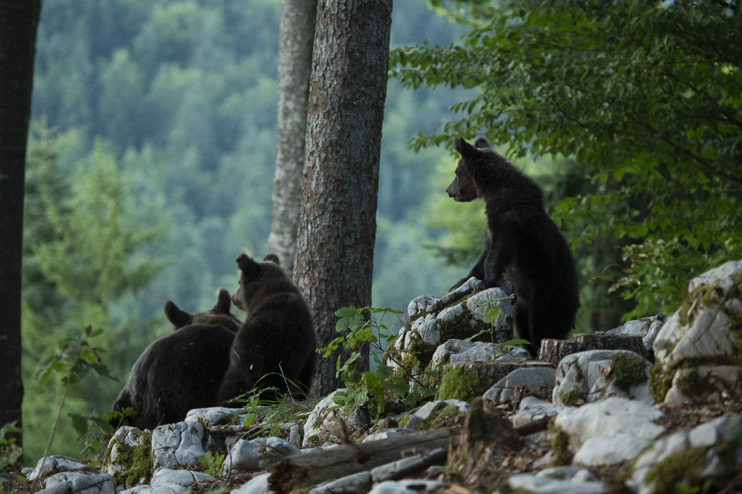 Oso esloveno y otros