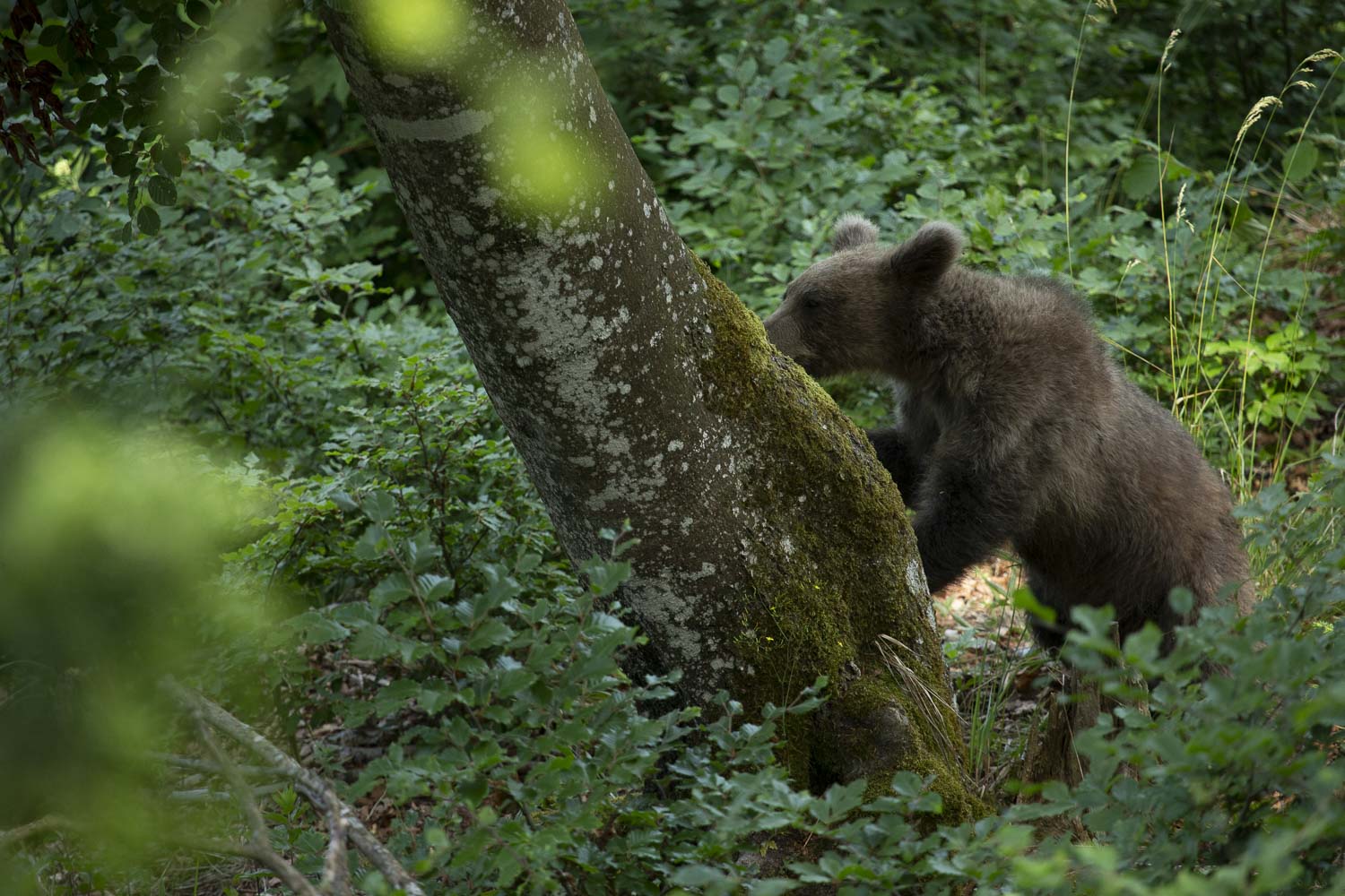 Oso esloveno y otros
