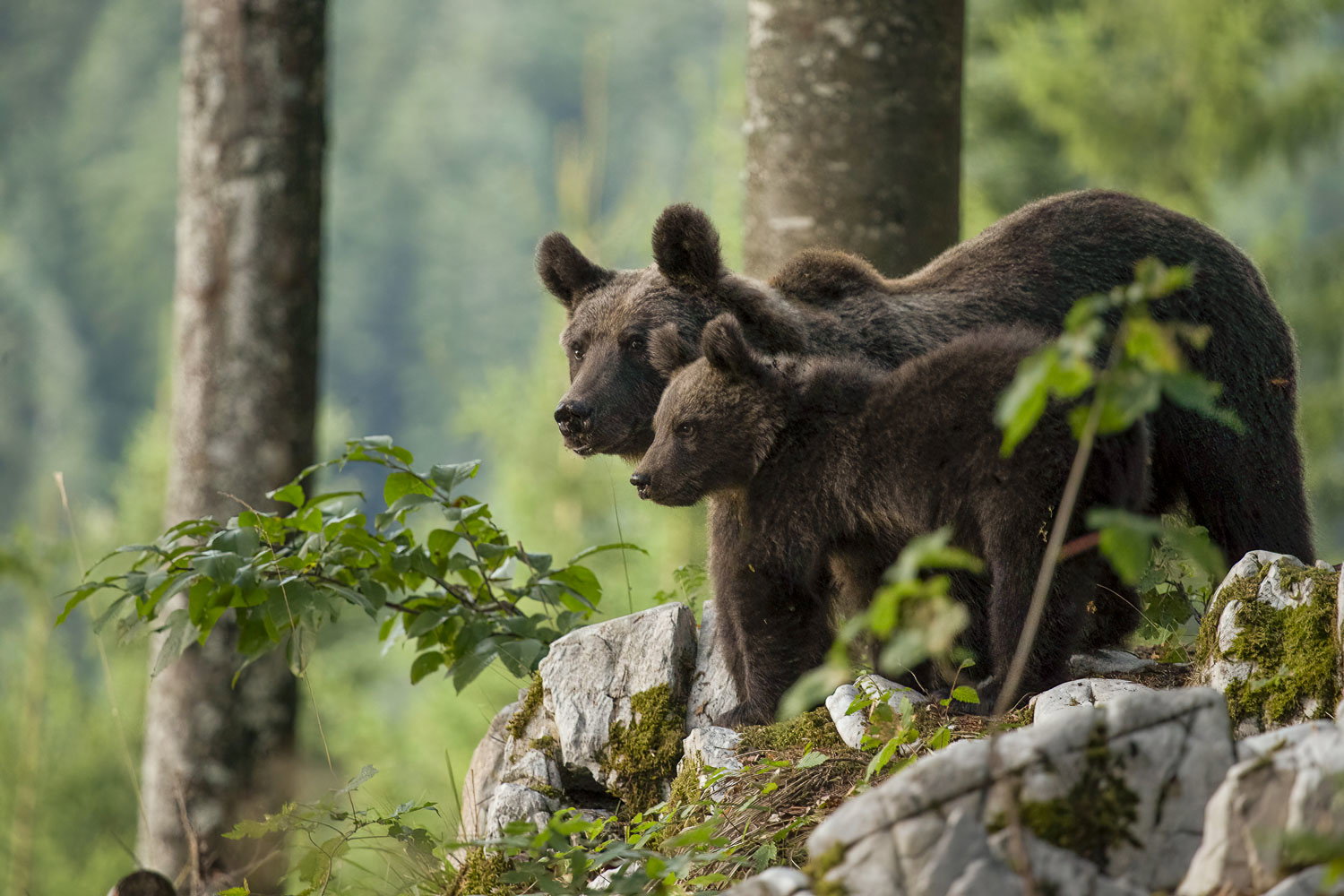 Oso esloveno y otros