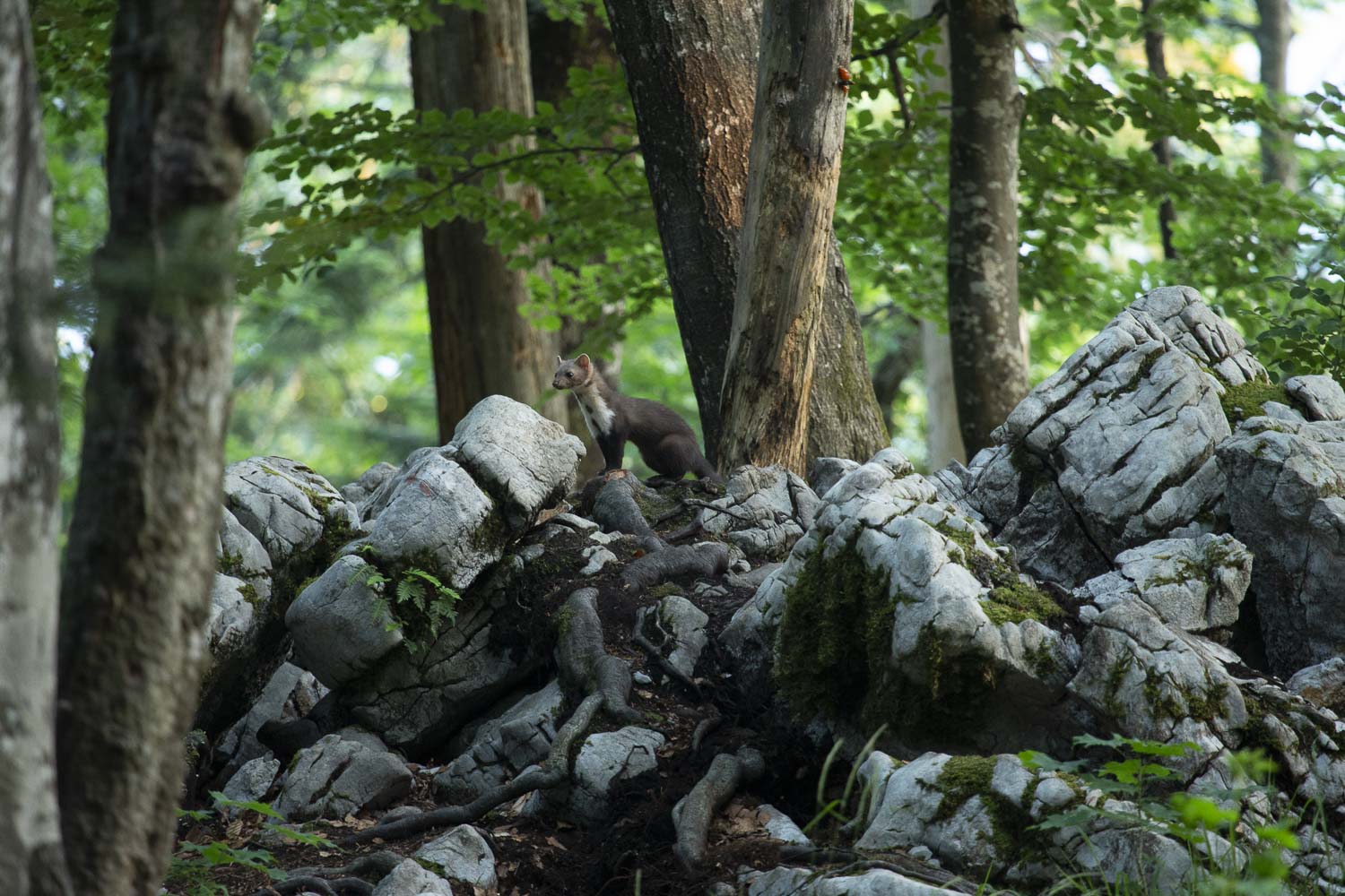 Oso esloveno y otros