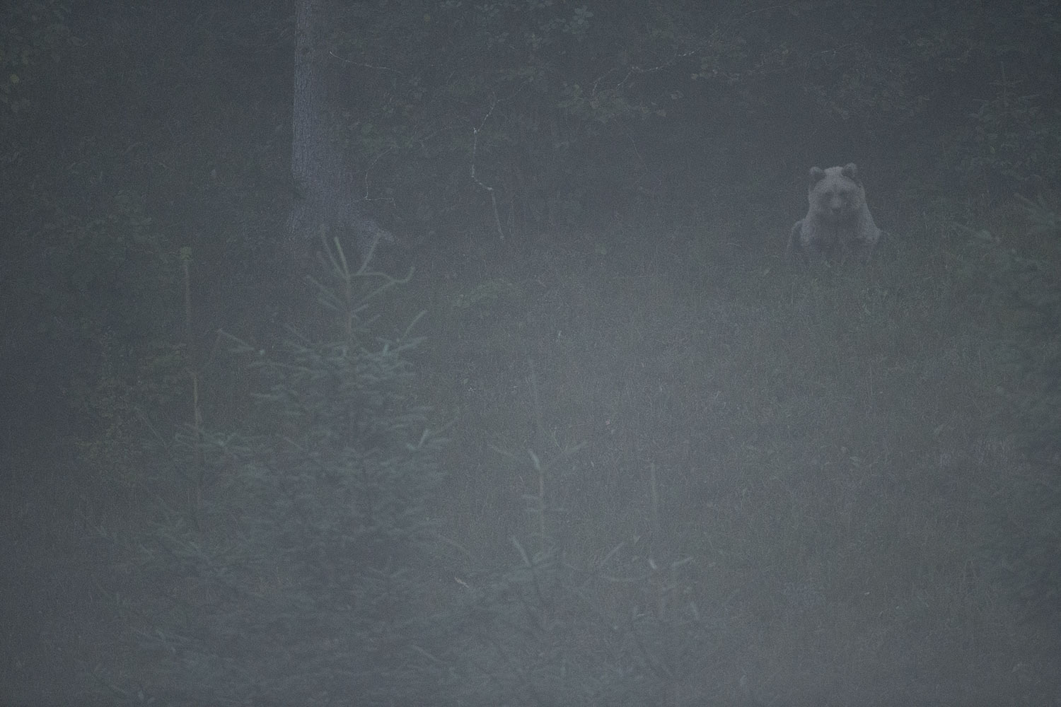 Oso esloveno y otros