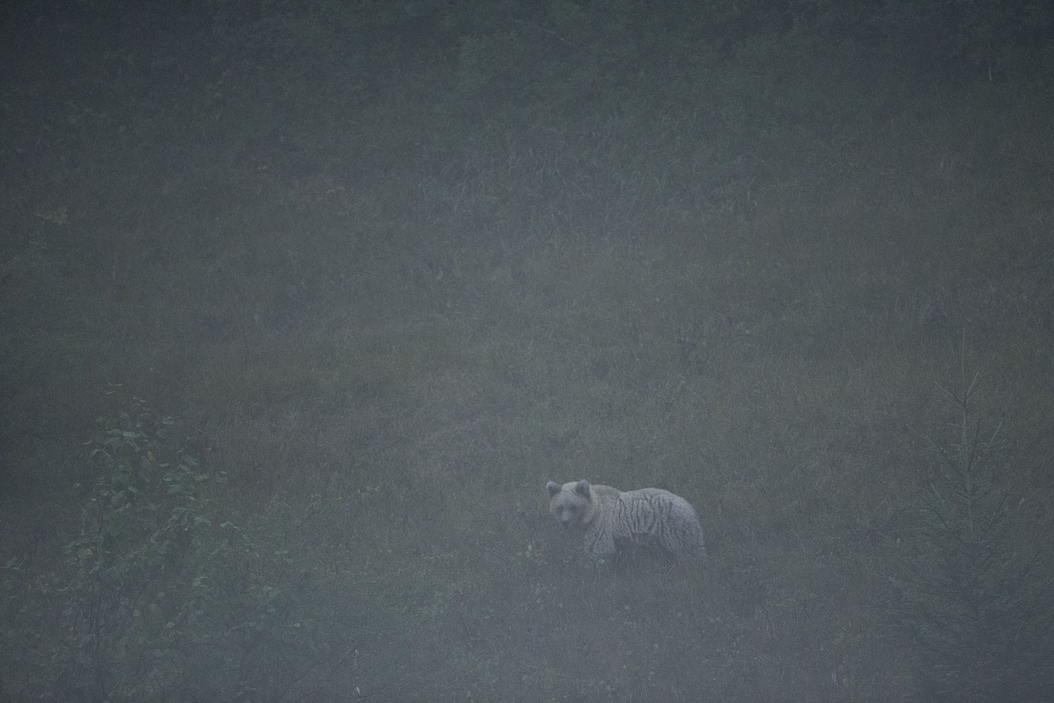 Oso esloveno y otros