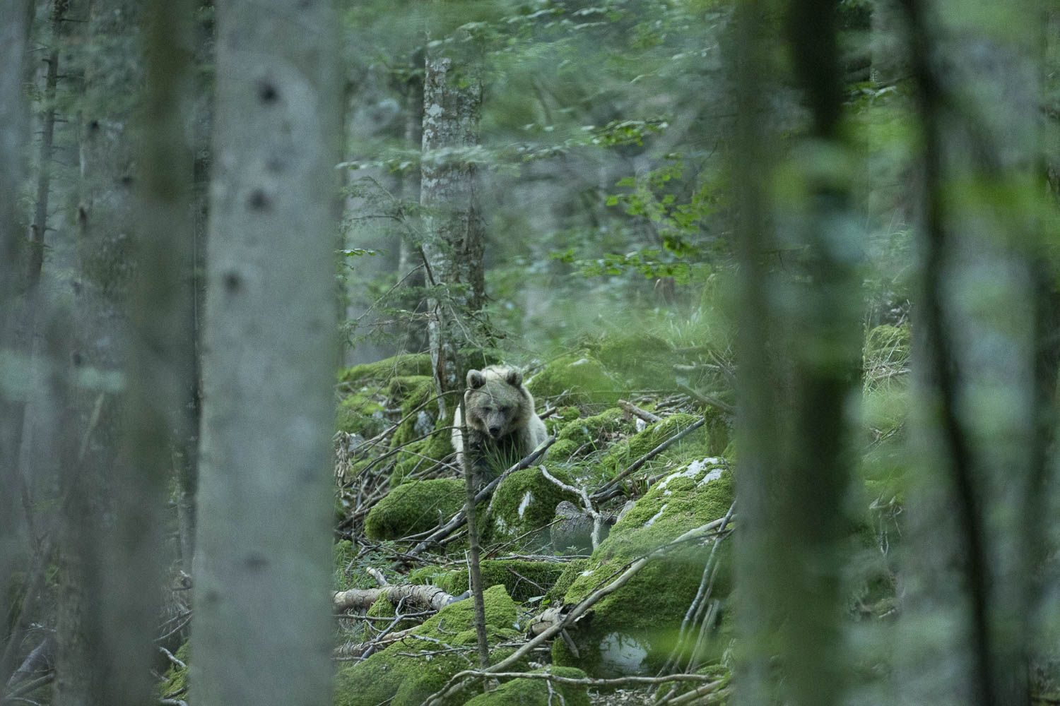 Oso esloveno y otros
