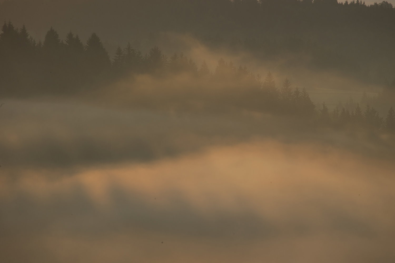 Oso esloveno y otros