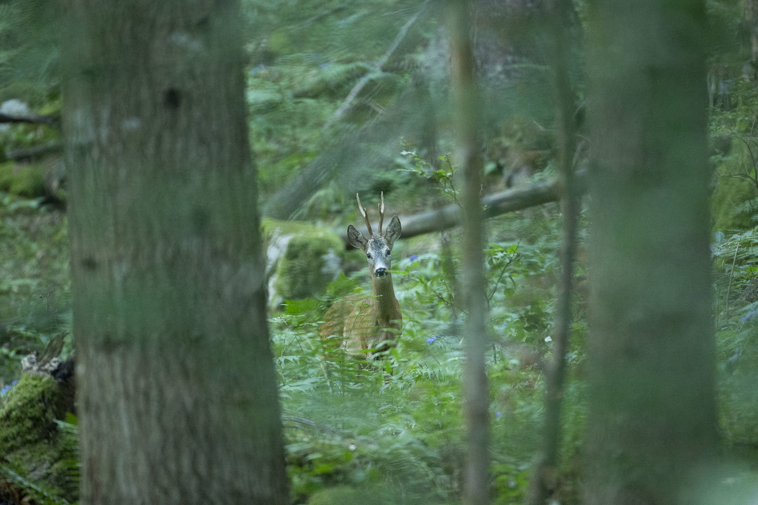 Oso esloveno y otros