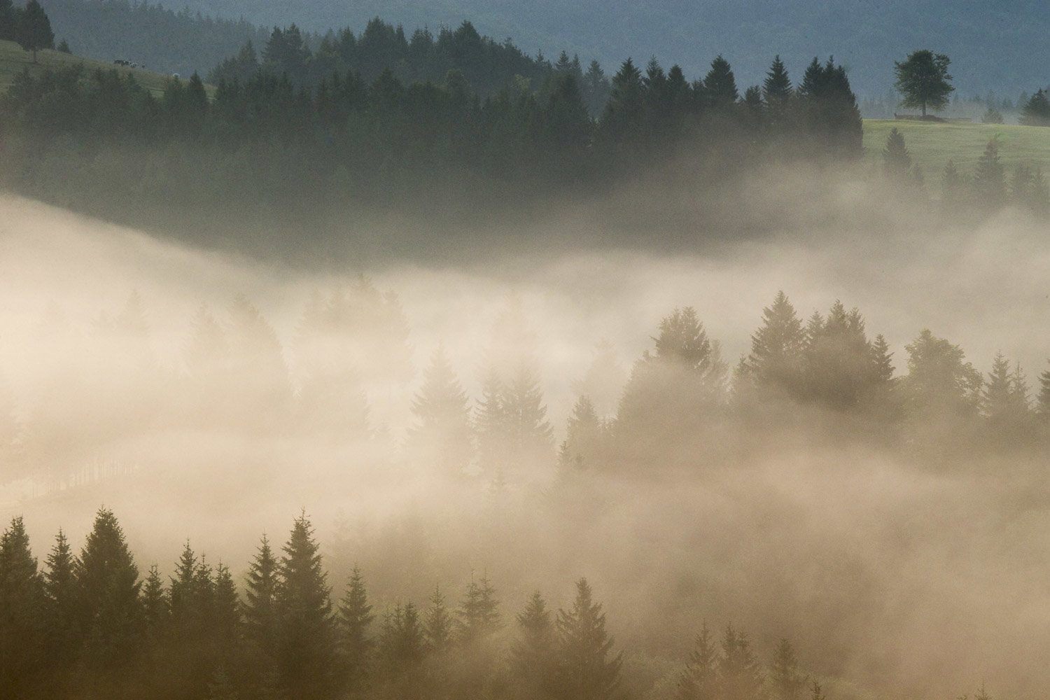 Oso esloveno y otros