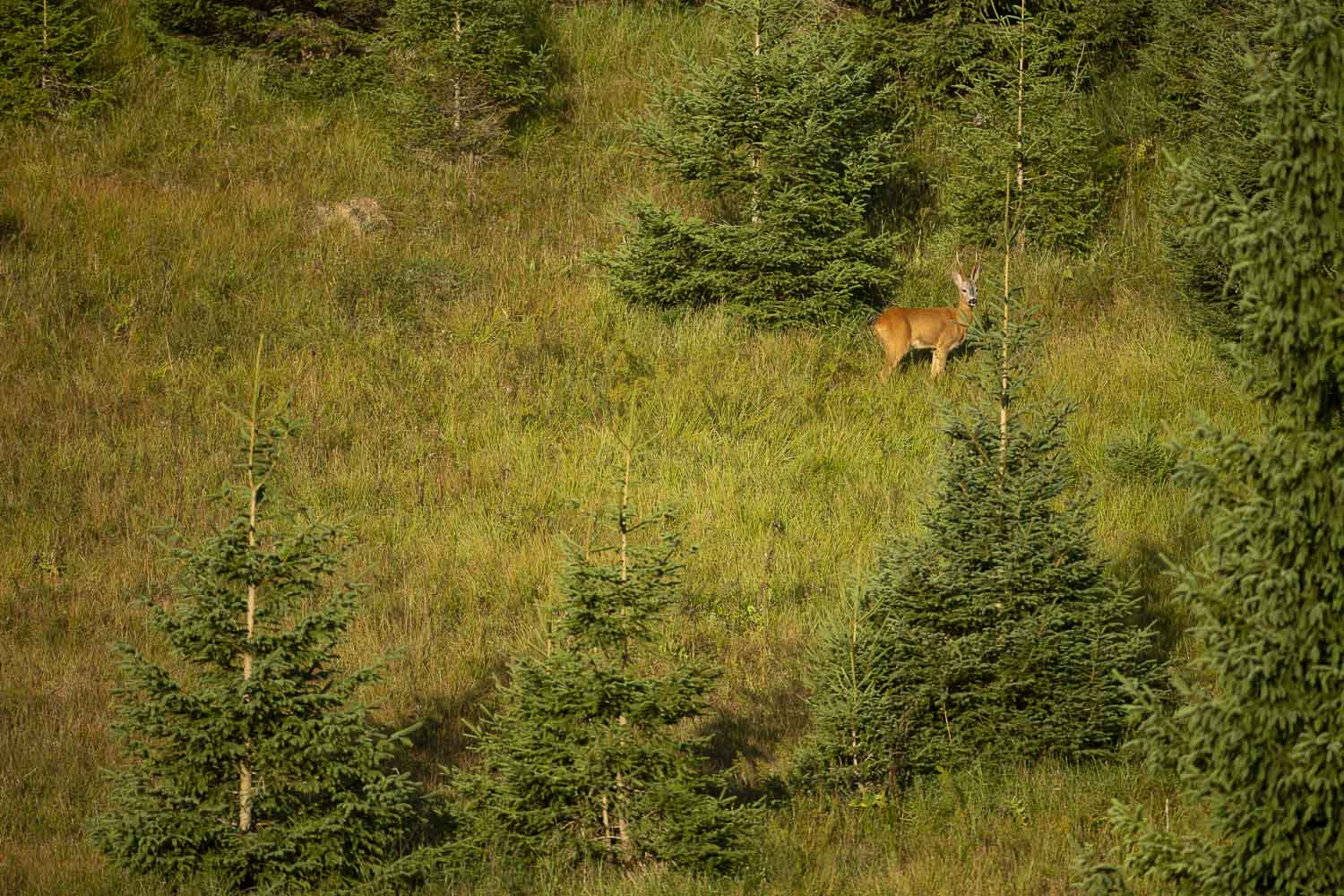 Oso esloveno y otros