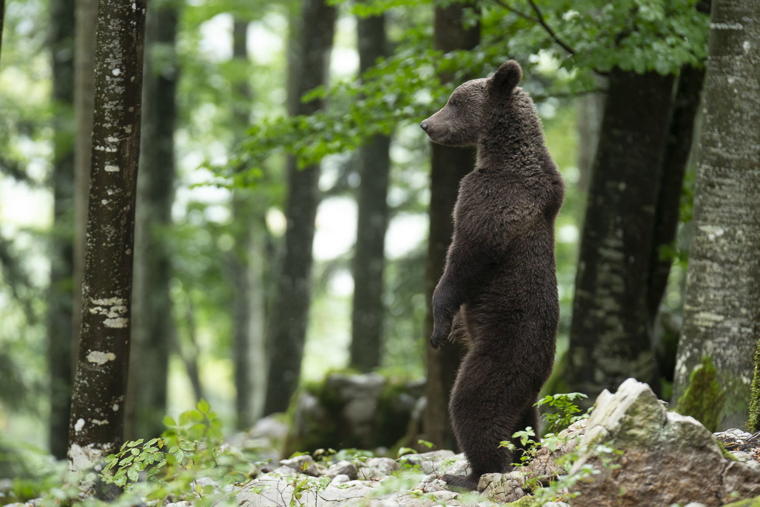 Oso esloveno y otros