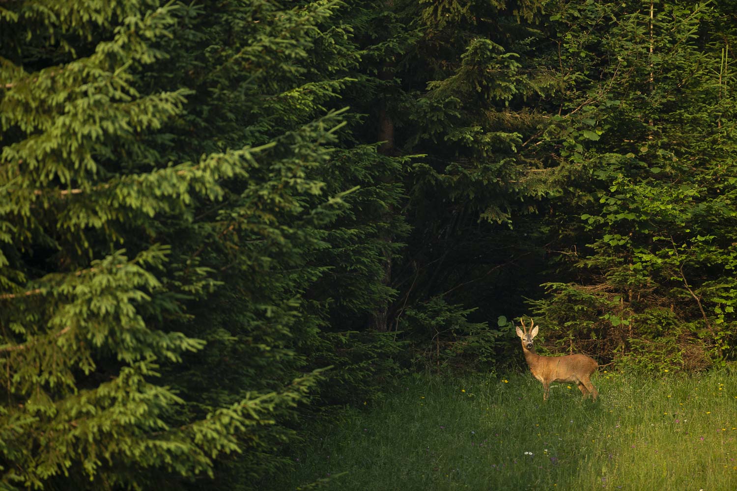 Oso esloveno y otros