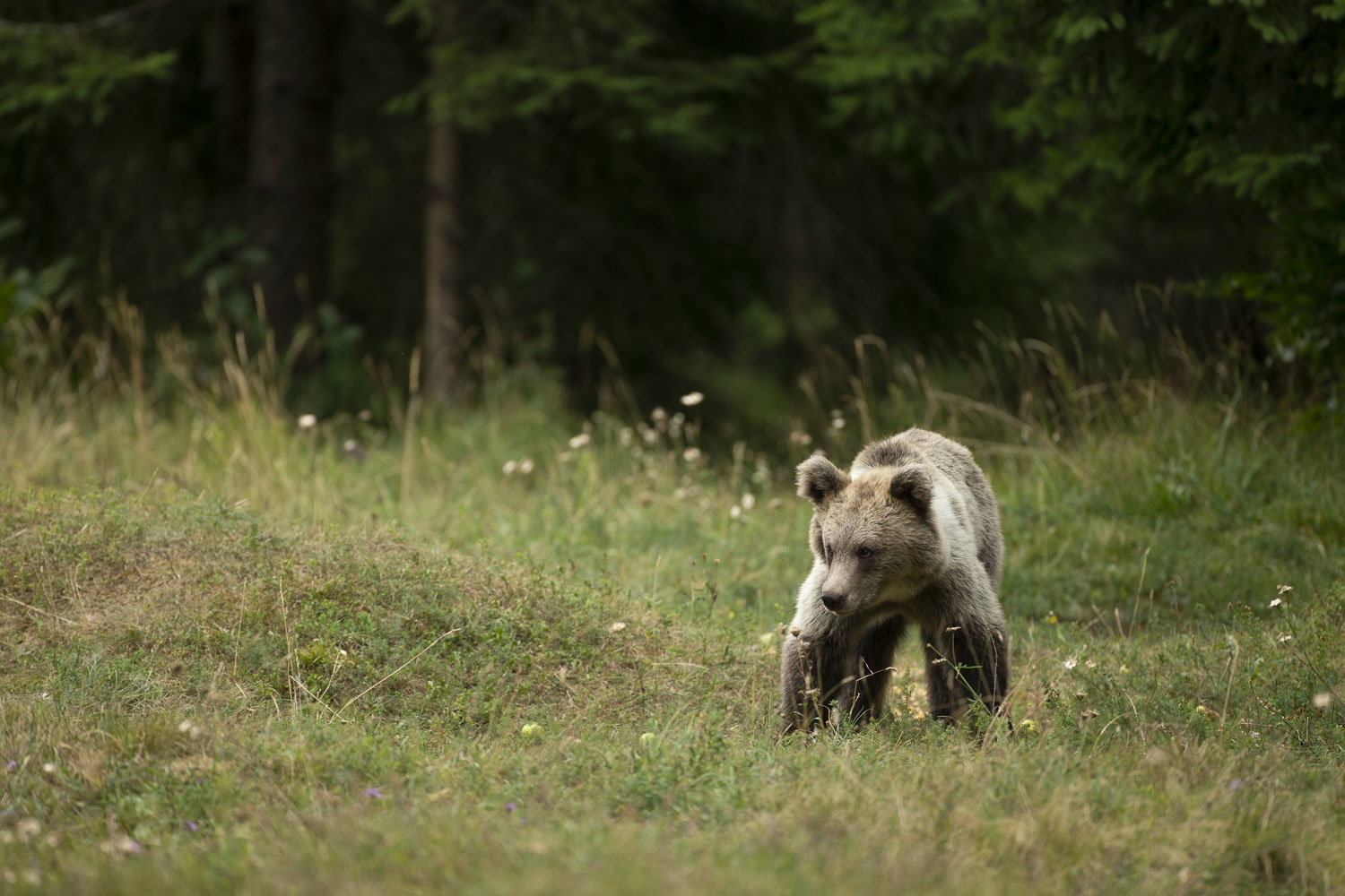 Oso esloveno y otros