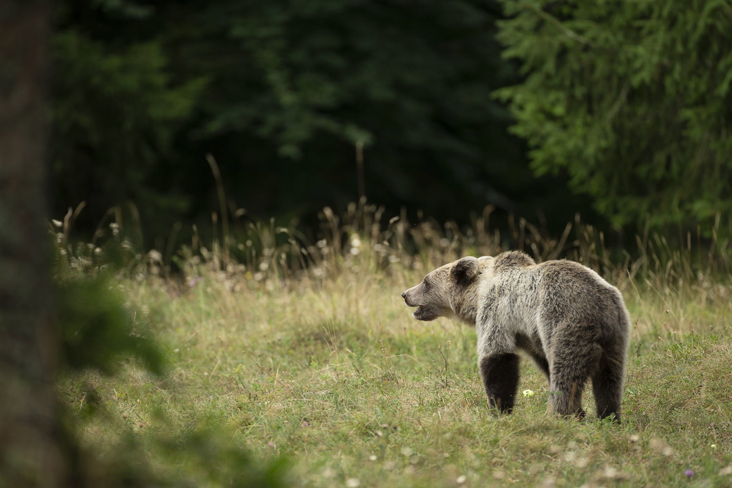 Oso esloveno y otros