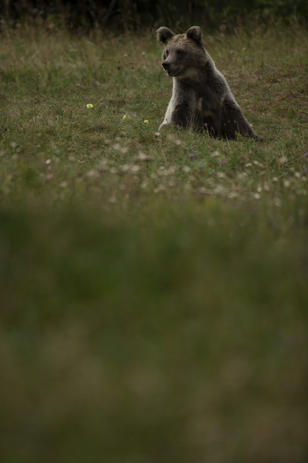 Oso esloveno y otros