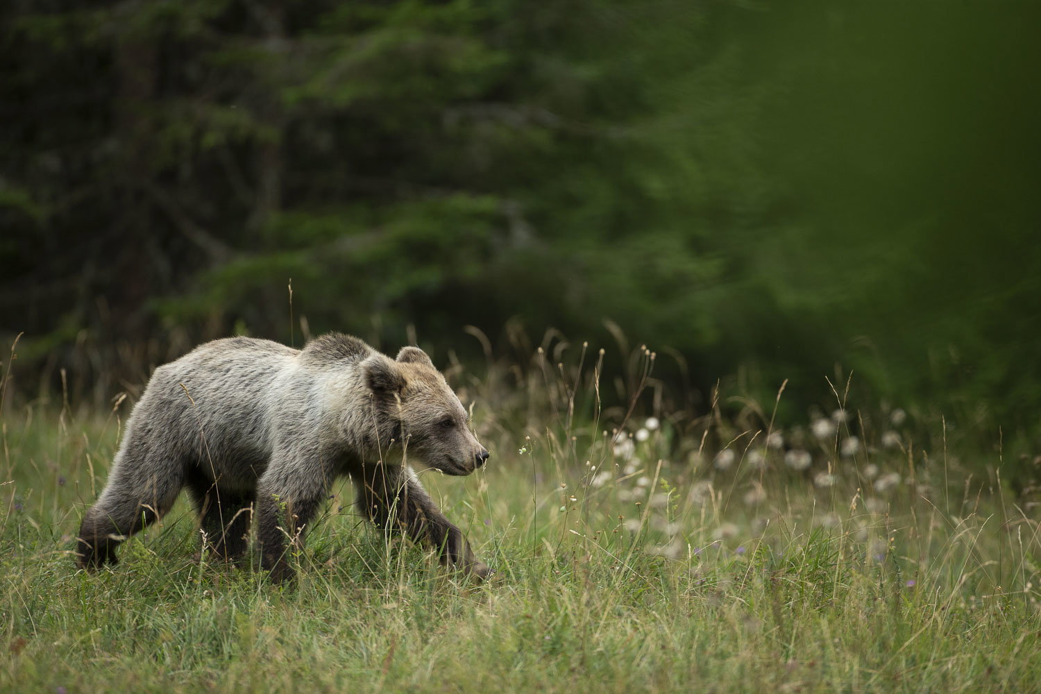 Oso esloveno y otros
