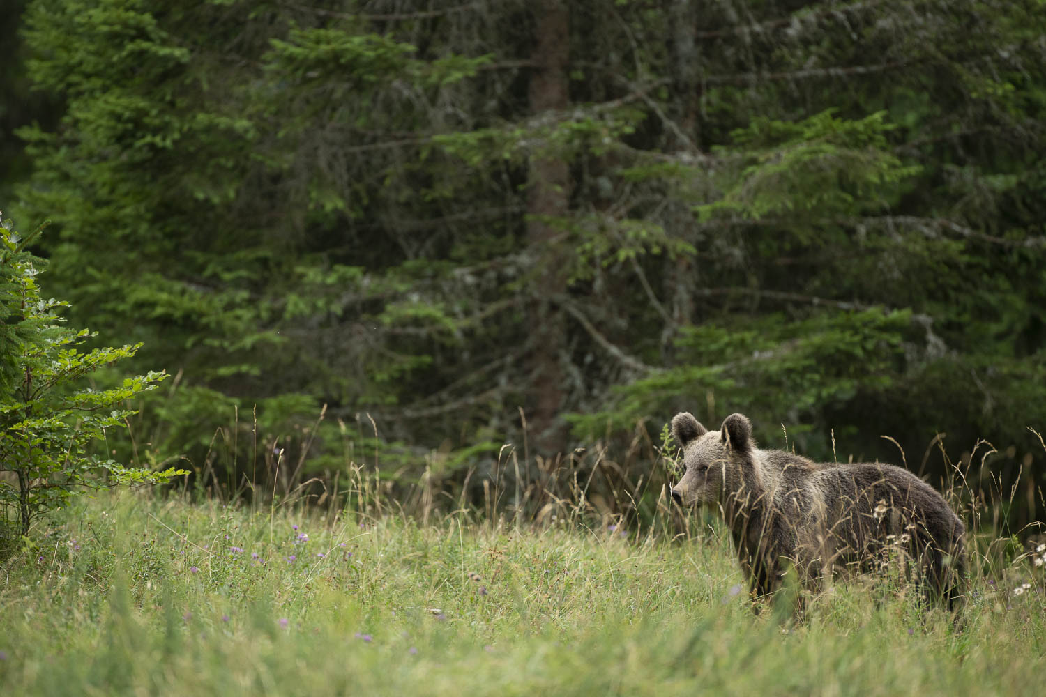 Oso esloveno y otros