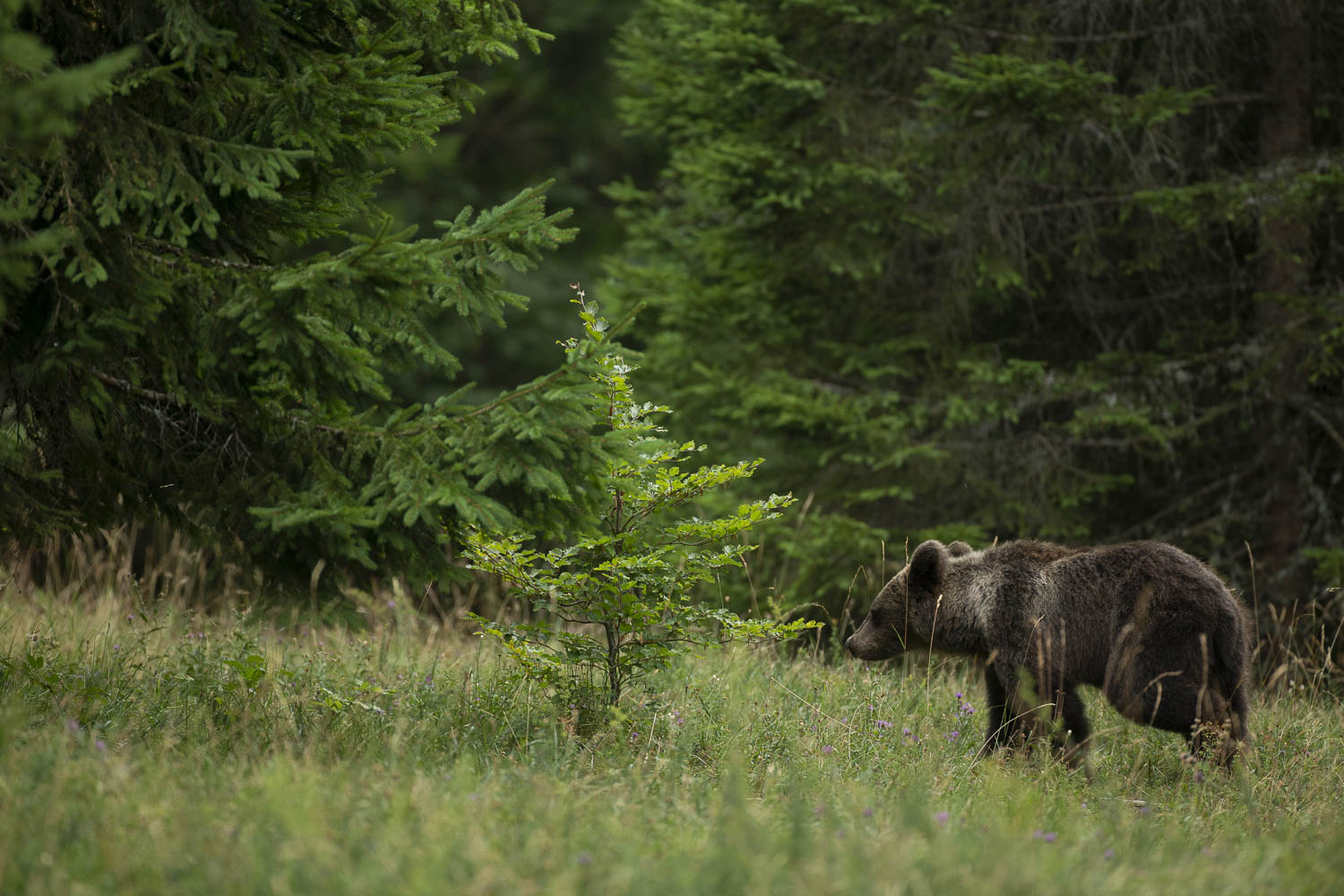 Oso esloveno y otros